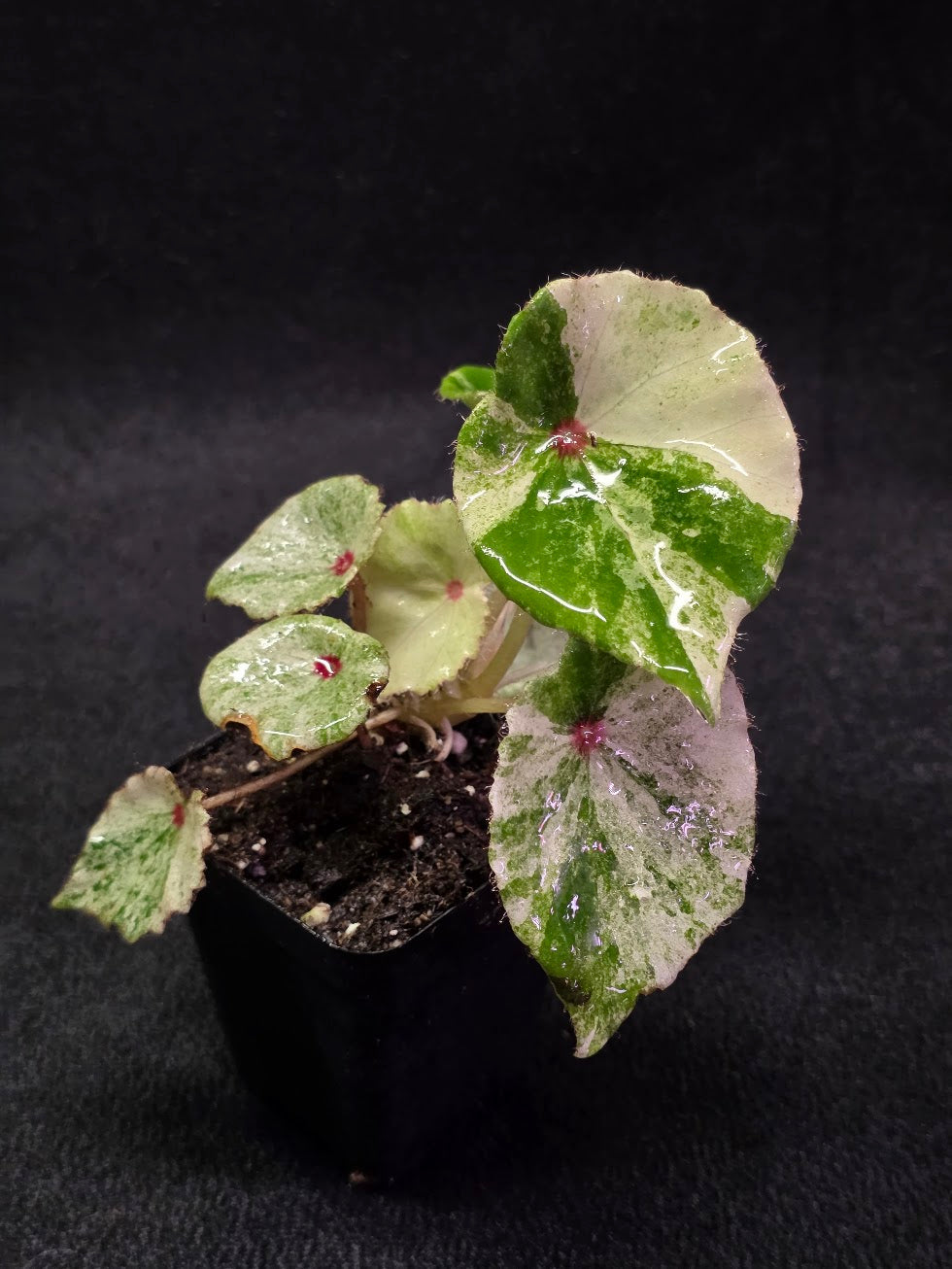 Begonias – YEG Exotic Plant Crowd
