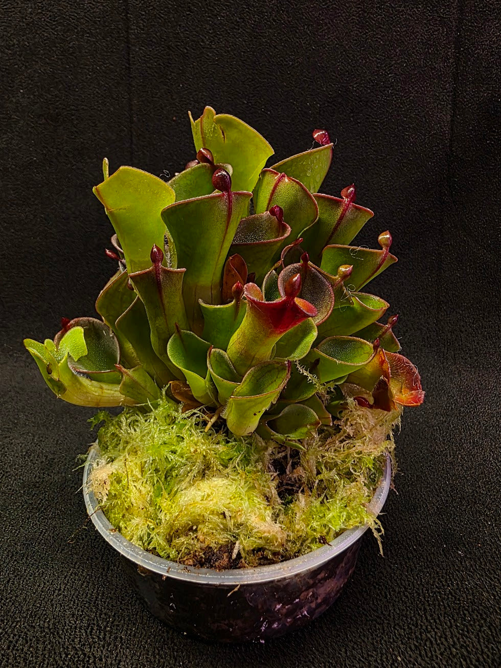 Heliamphora