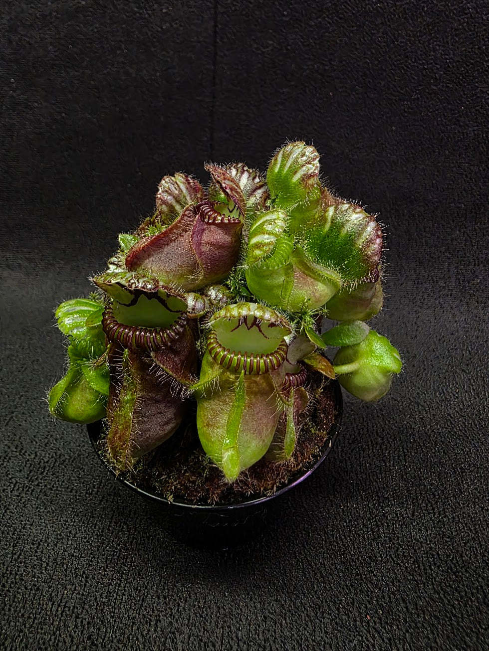 Cephalotus