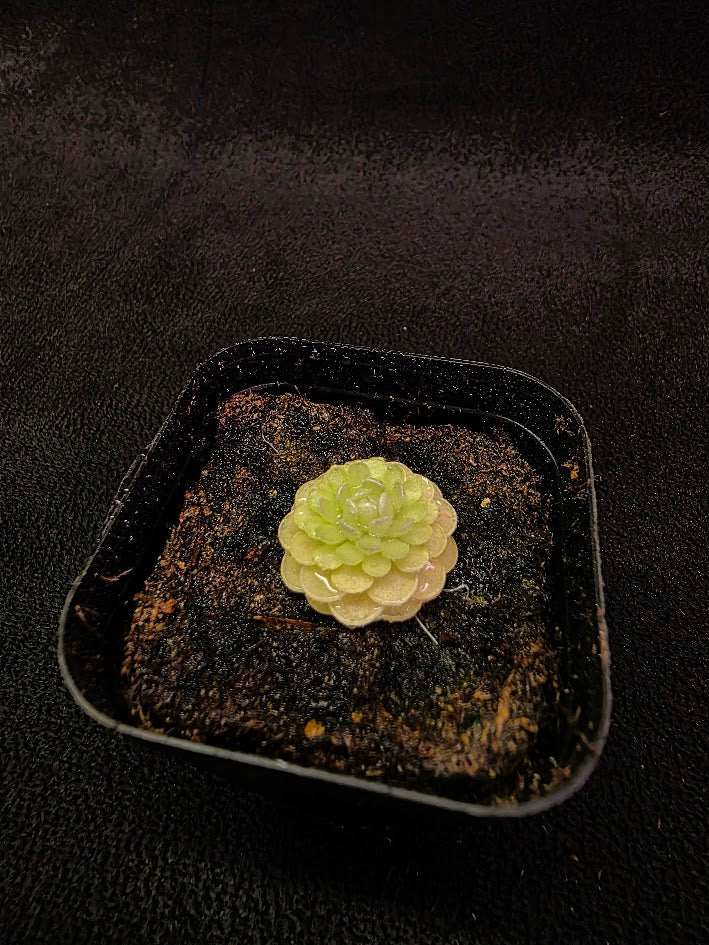 Pinguicula Jaumavensis 90-14 #02