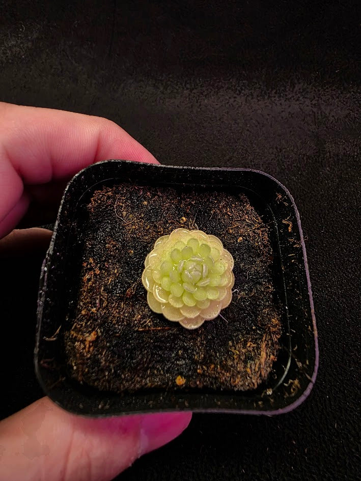 Pinguicula Jaumavensis 90-14 #02