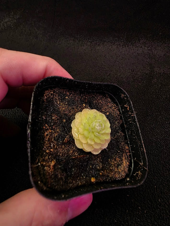 Pinguicula Jaumavensis 90-14 #02