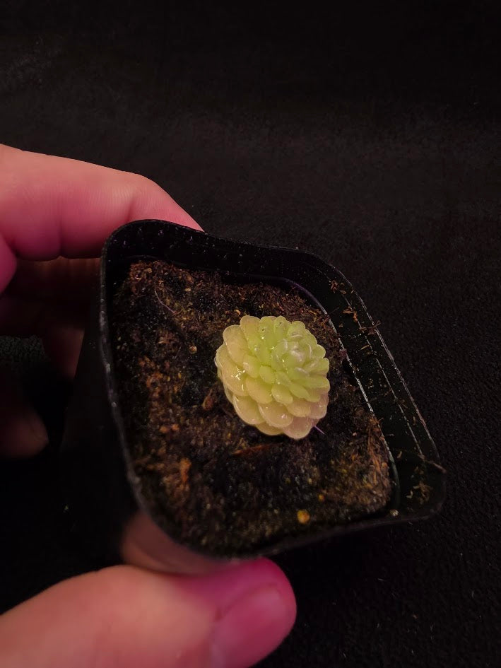 Pinguicula Jaumavensis 90-14 #02