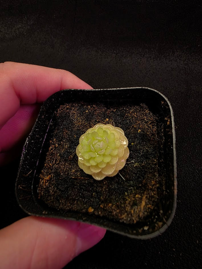 Pinguicula Jaumavensis 90-14 #02