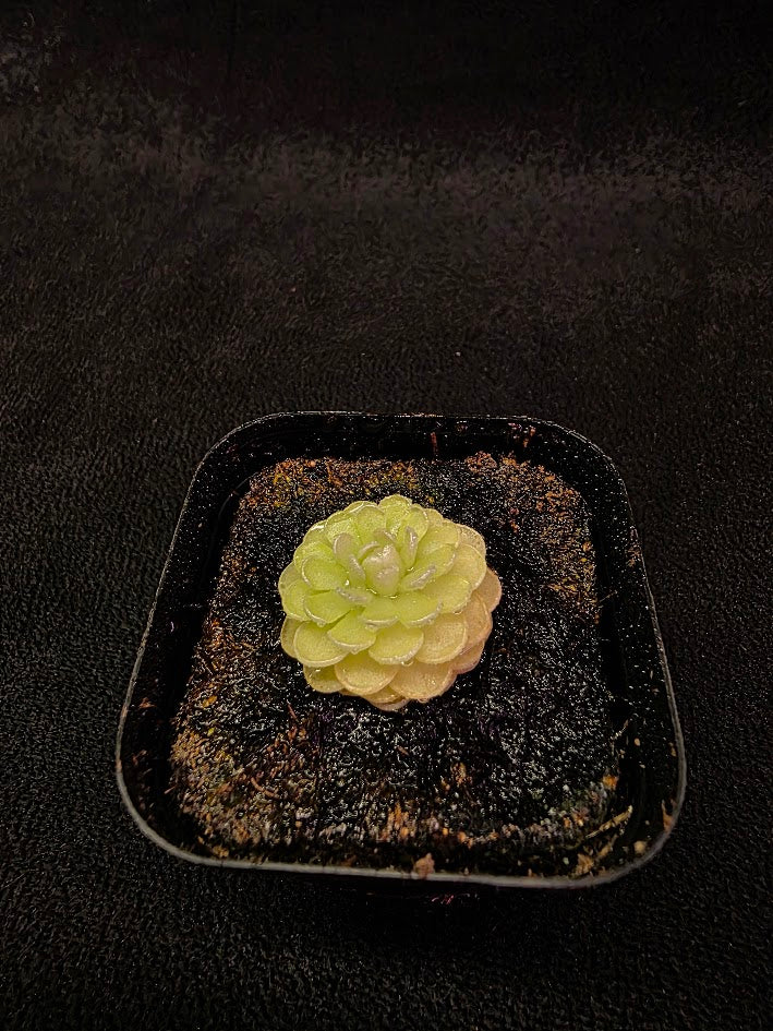 Pinguicula Jaumavensis 90-14 #03