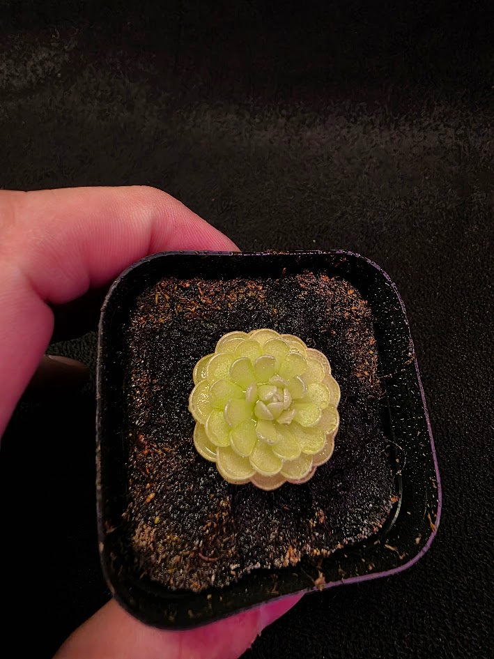 Pinguicula Jaumavensis 90-14 #03