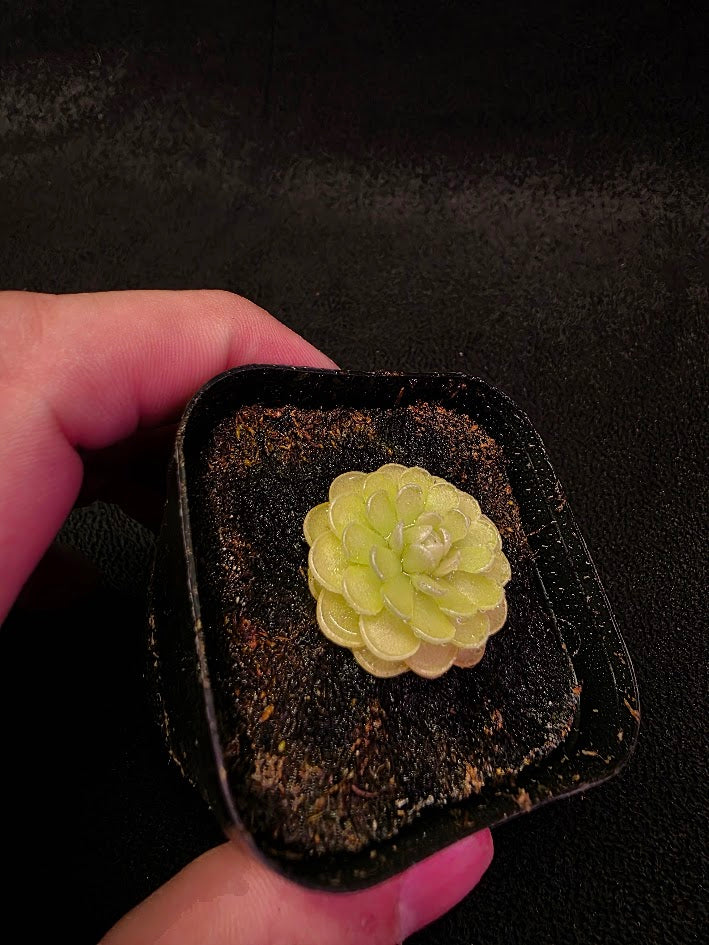 Pinguicula Jaumavensis 90-14 #03