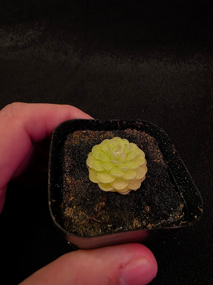 Pinguicula Jaumavensis 90-14 #03