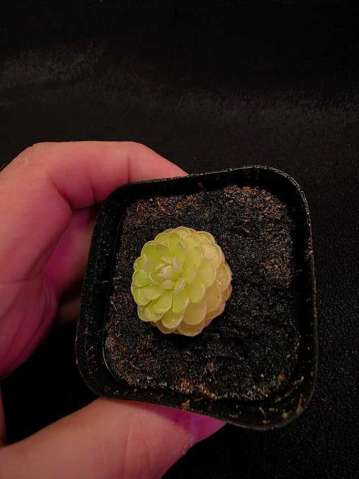 Pinguicula Jaumavensis 90-14 #03