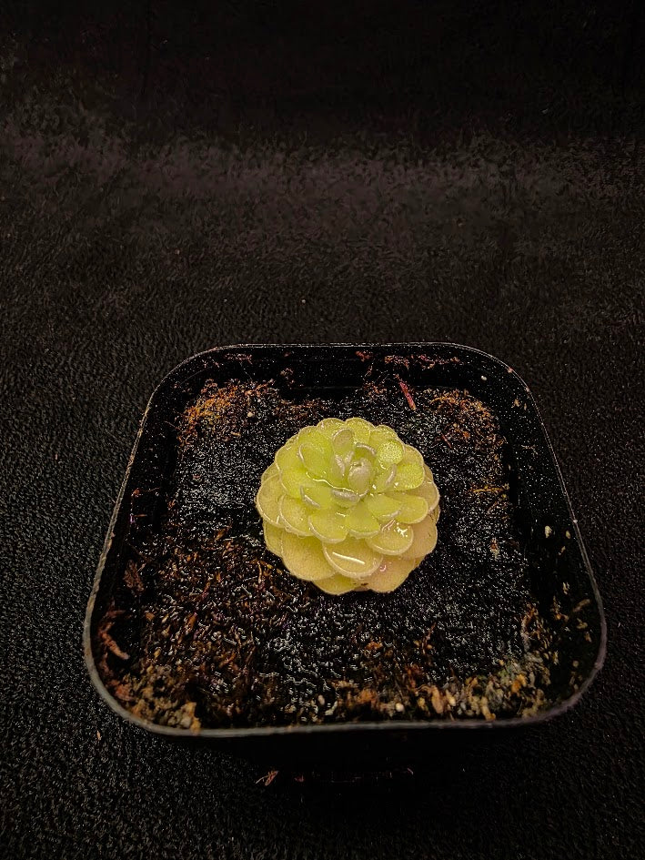 Pinguicula Jaumavensis 90-14 #04