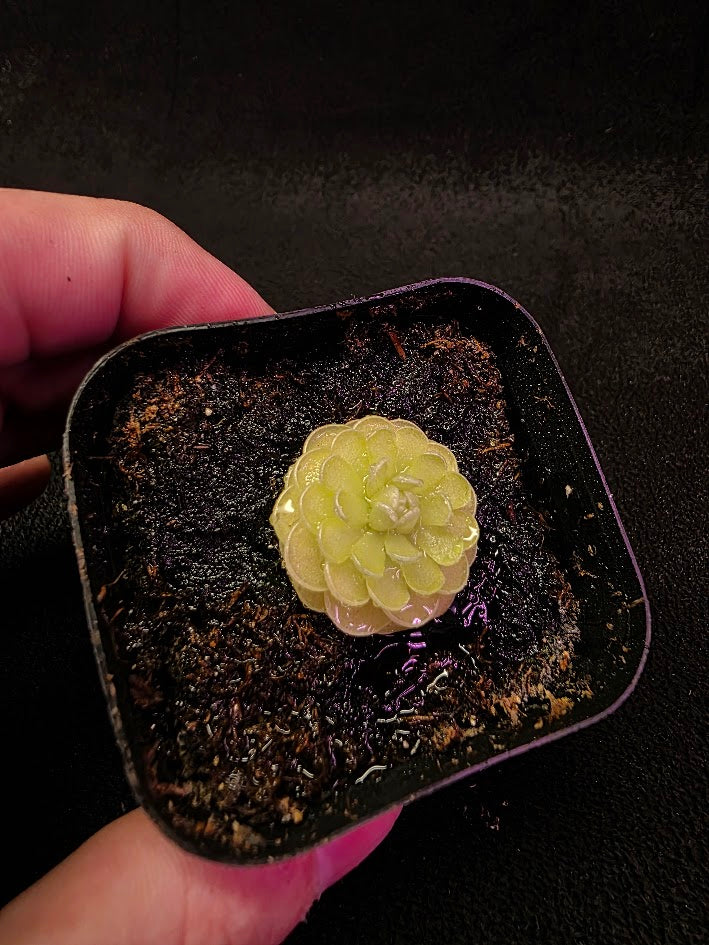 Pinguicula Jaumavensis 90-14 #04