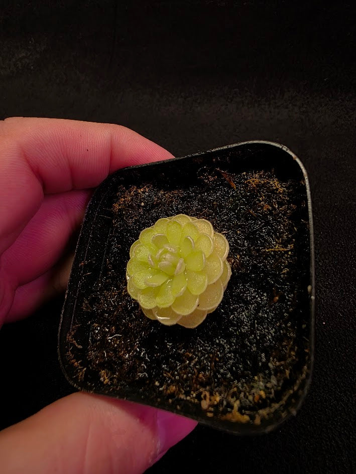 Pinguicula Jaumavensis 90-14 #04