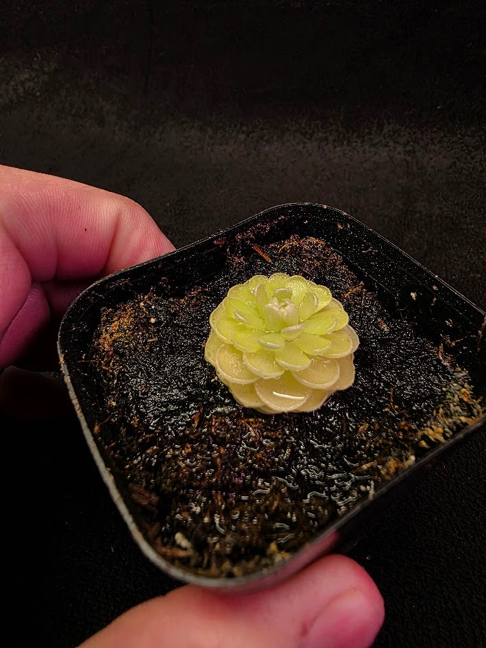 Pinguicula Jaumavensis 90-14 #04