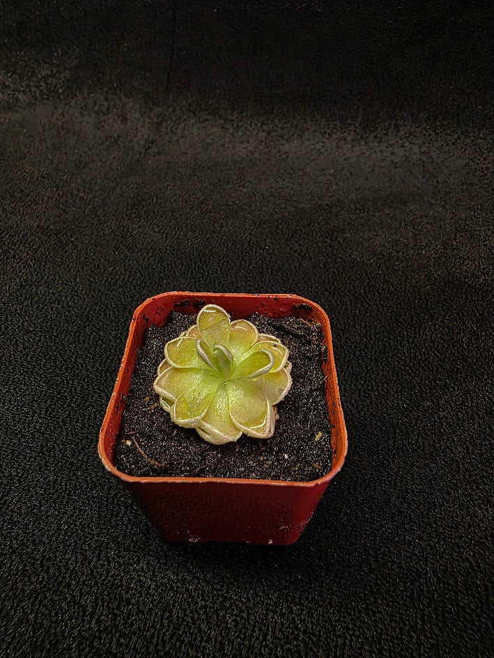 Pinguicula Ehlersiae #01