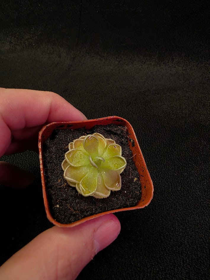 Pinguicula Ehlersiae #01
