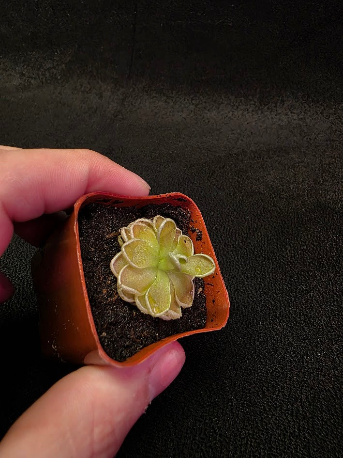 Pinguicula Ehlersiae #01