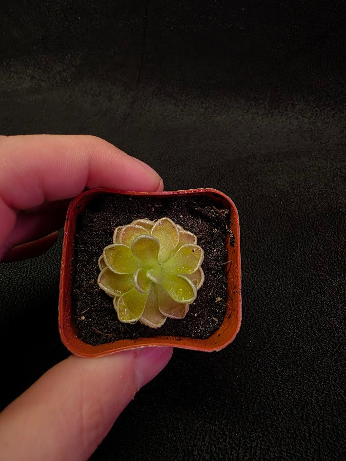 Pinguicula Ehlersiae #01