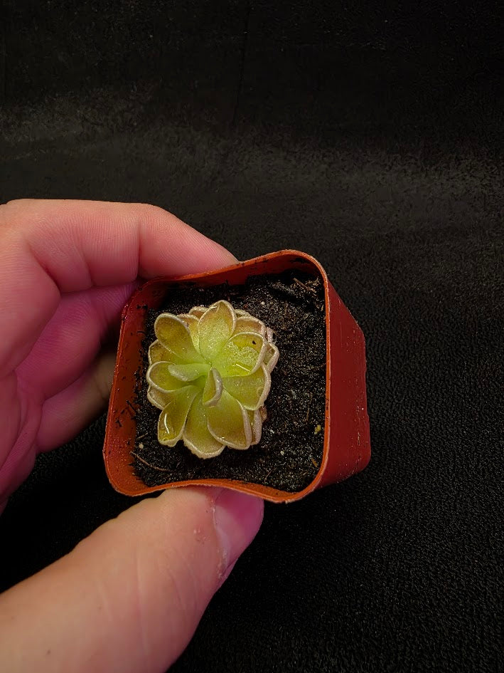 Pinguicula Ehlersiae #01