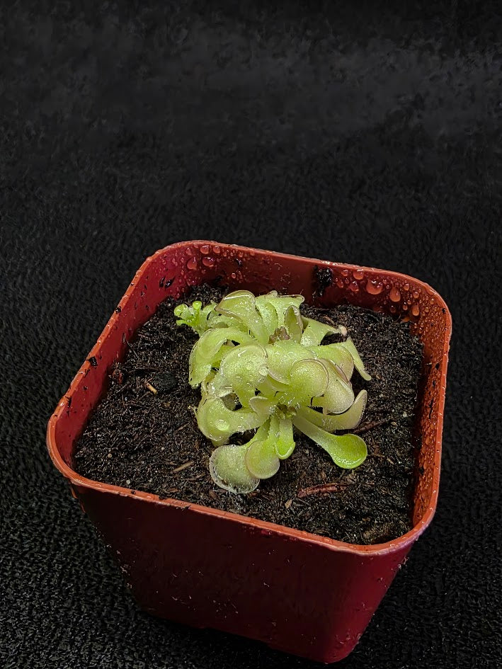 Pinguicula Rotundiflora #01
