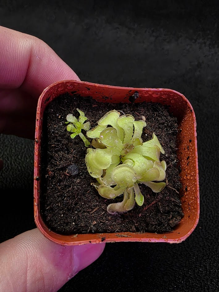 Pinguicula Rotundiflora #01
