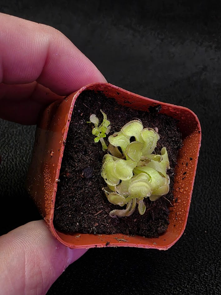 Pinguicula Rotundiflora #01