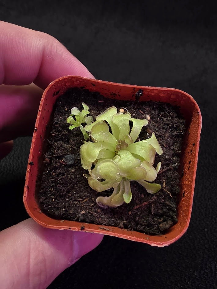 Pinguicula Rotundiflora #01