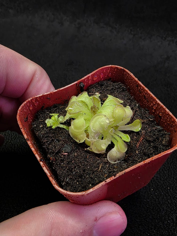 Pinguicula Rotundiflora #01