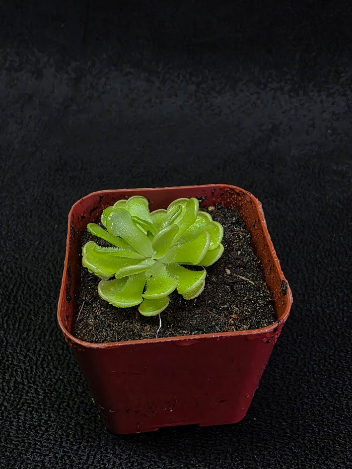 Pinguicula Gracilis #01
