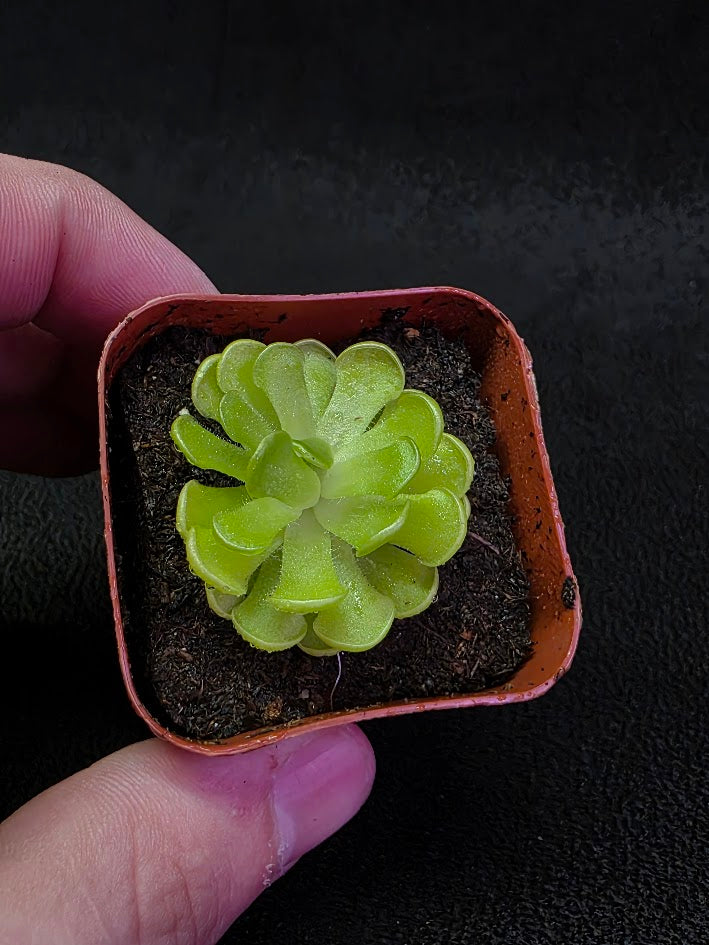 Pinguicula Gracilis #01