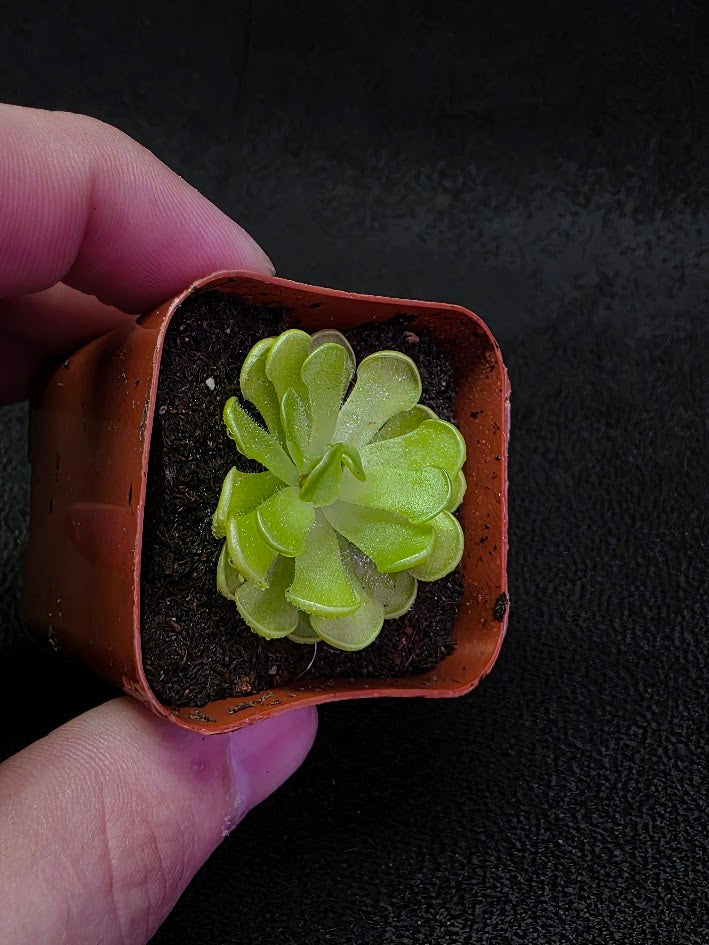 Pinguicula Gracilis #01