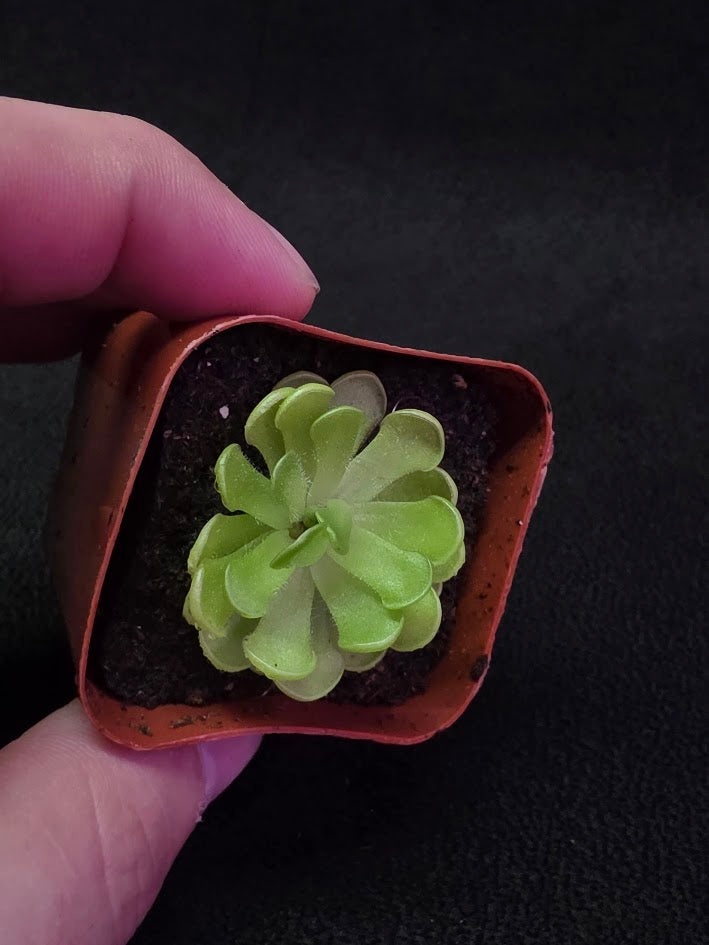 Pinguicula Gracilis #01