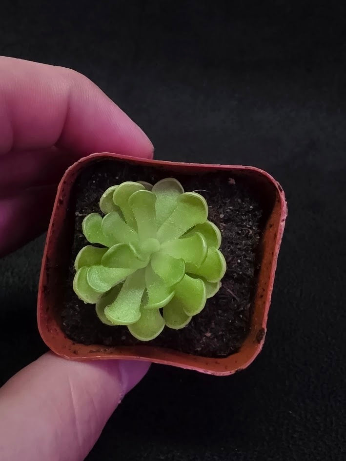 Pinguicula Gracilis #01