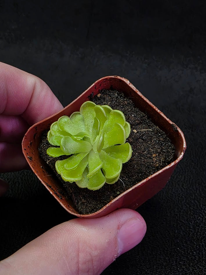 Pinguicula Gracilis #01