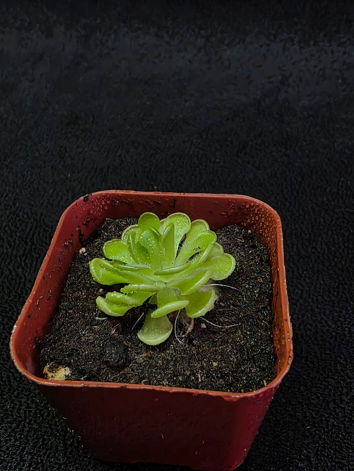 Pinguicula Gracilis #02