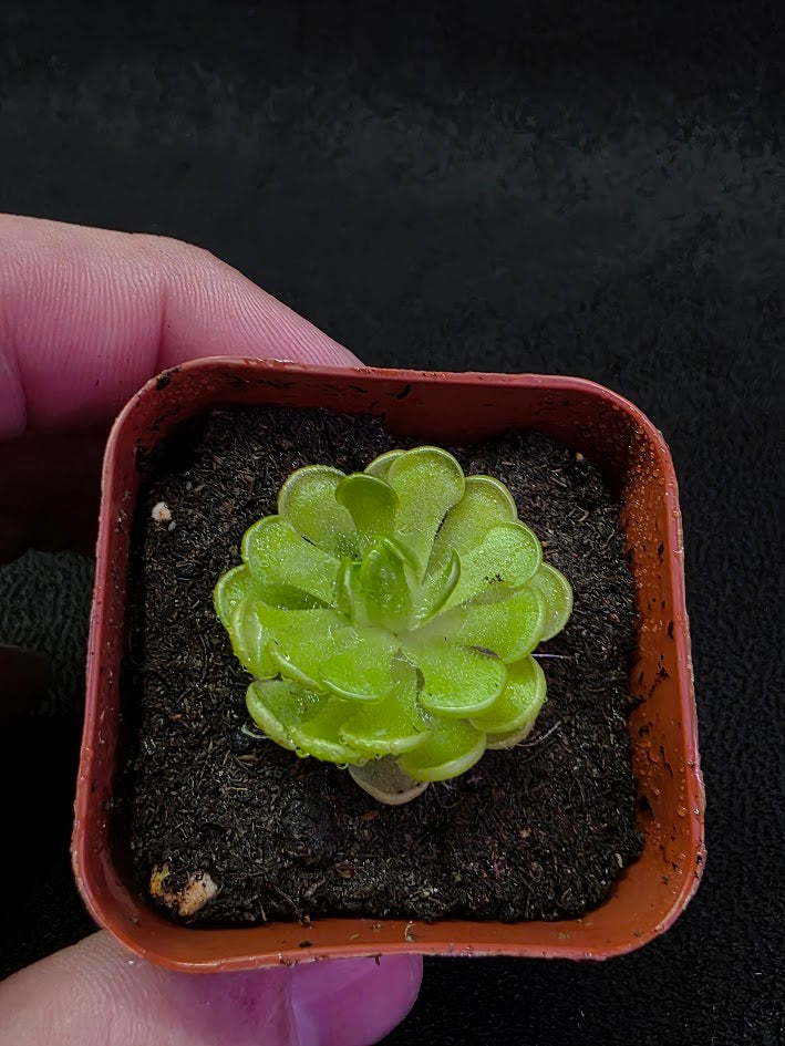 Pinguicula Gracilis #02