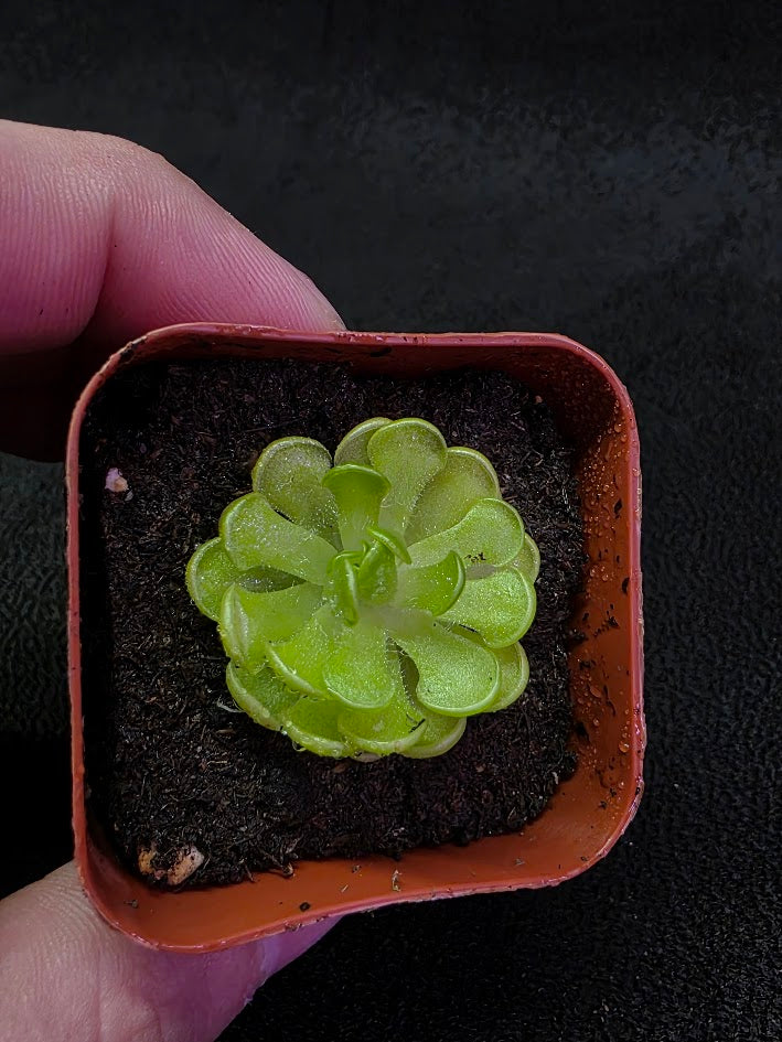 Pinguicula Gracilis #02