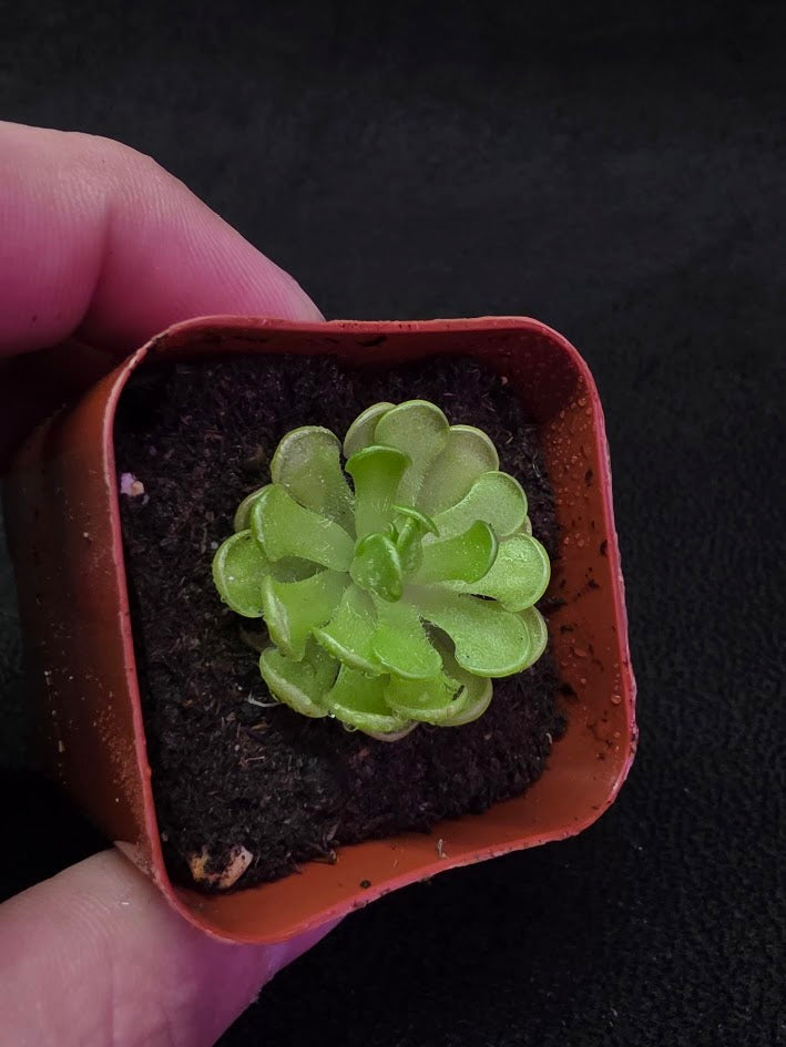 Pinguicula Gracilis #02