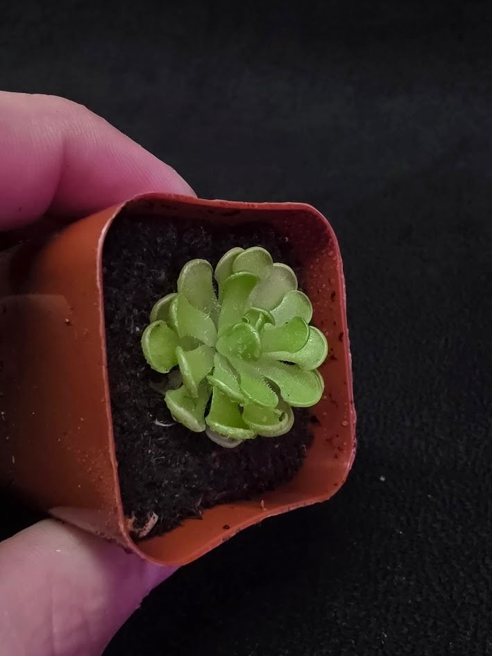 Pinguicula Gracilis #02