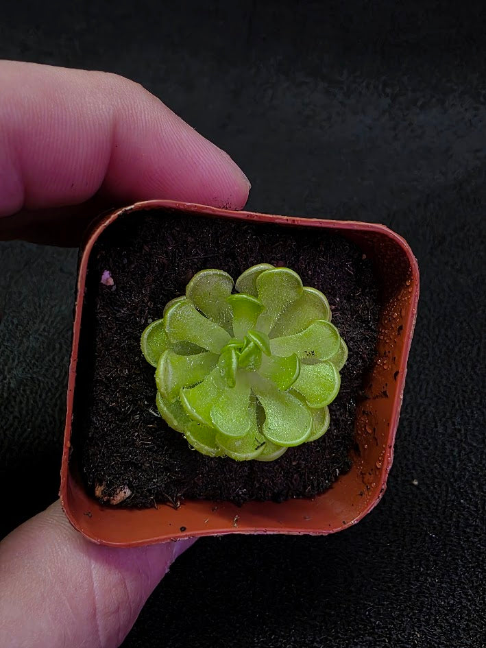 Pinguicula Gracilis #02