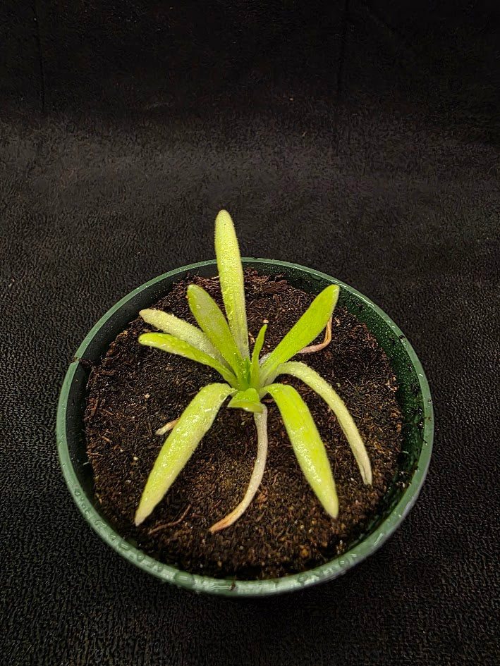 Pinguicula Pink Moon #04