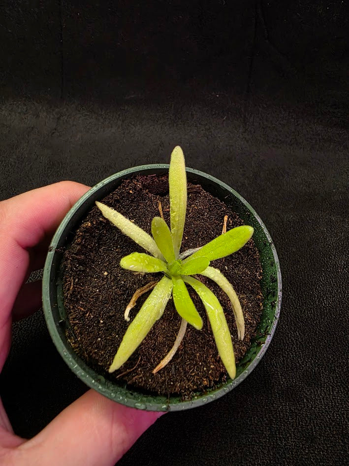 Pinguicula Pink Moon #04