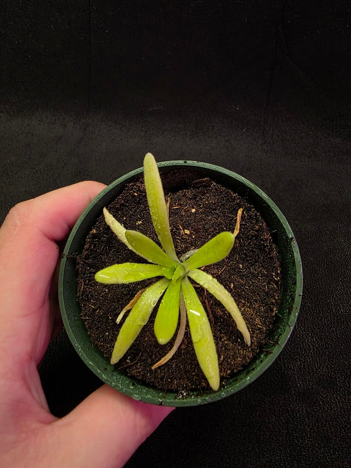 Pinguicula Pink Moon #04