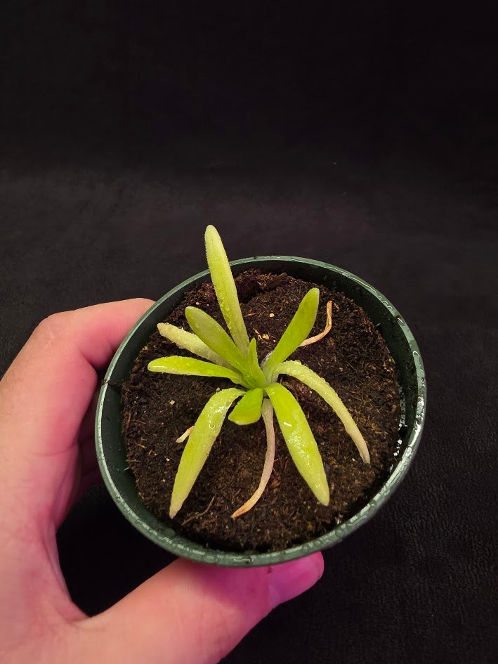 Pinguicula Pink Moon #04