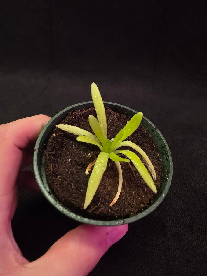 Pinguicula Pink Moon #04