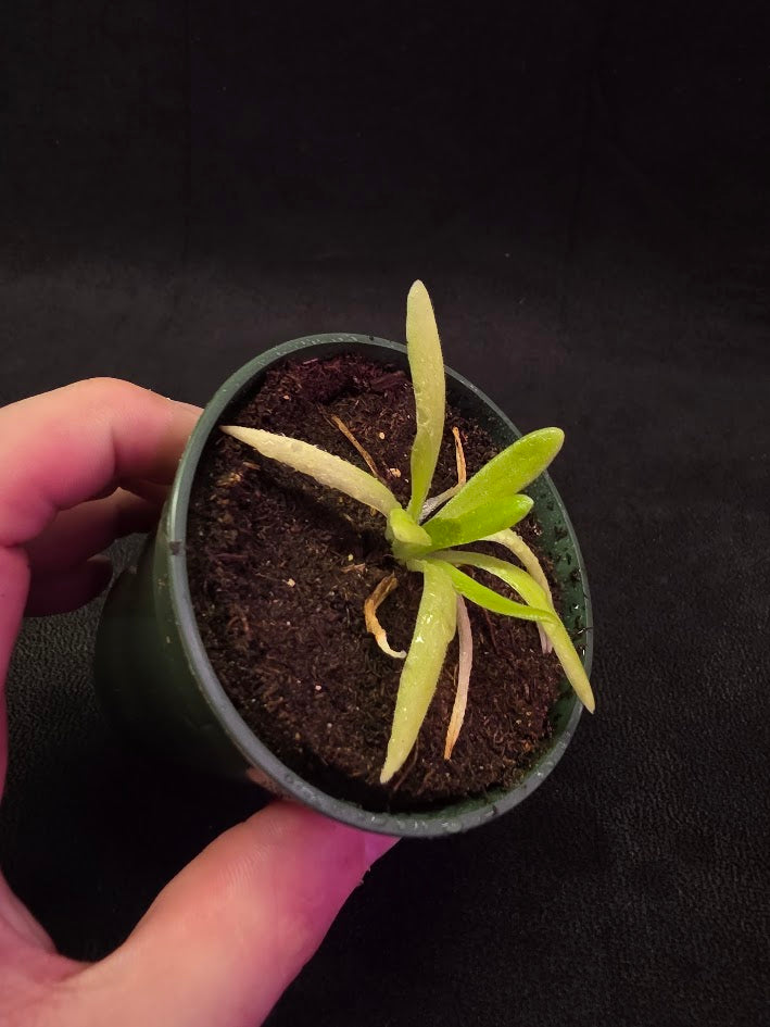 Pinguicula Pink Moon #04