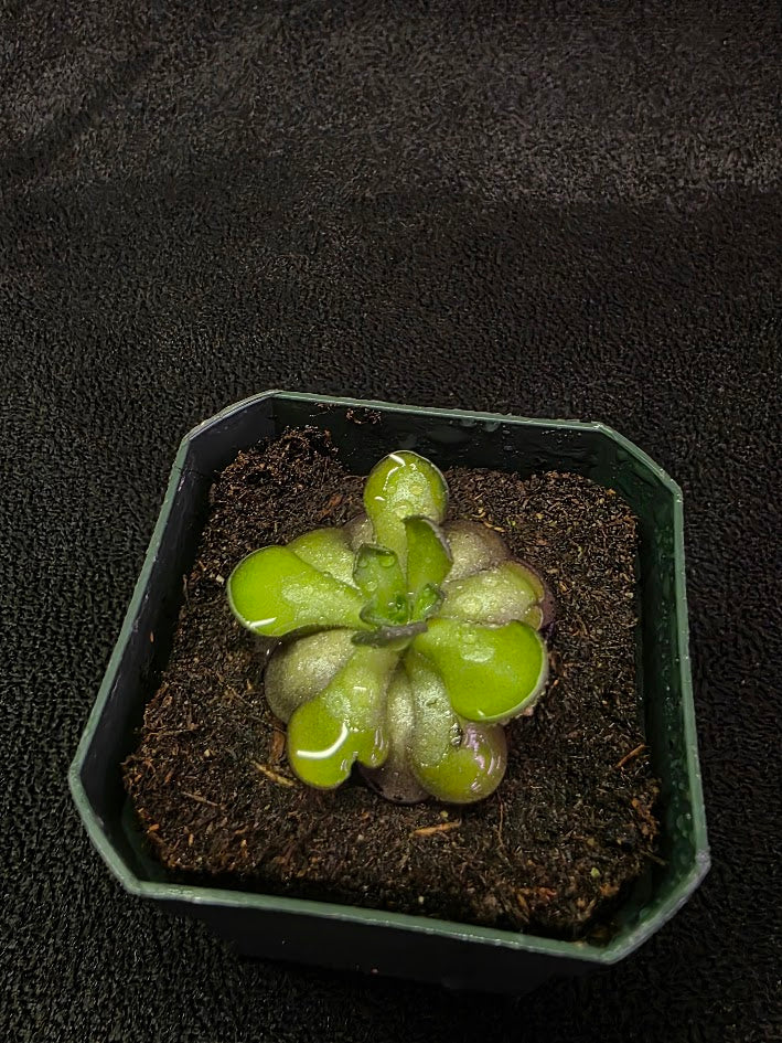 Pinguicula Cyclosecta #02