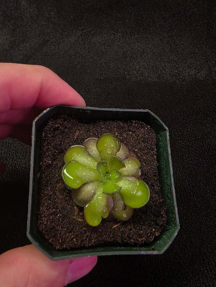 Pinguicula Cyclosecta #02
