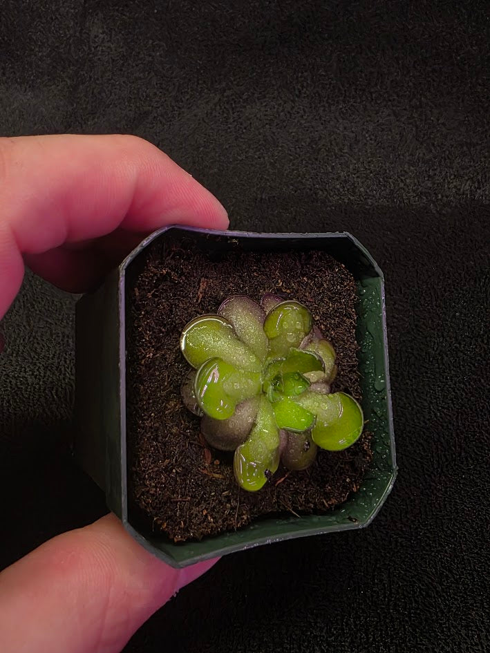 Pinguicula Cyclosecta #02