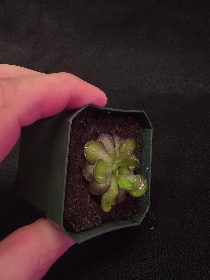 Pinguicula Cyclosecta #02