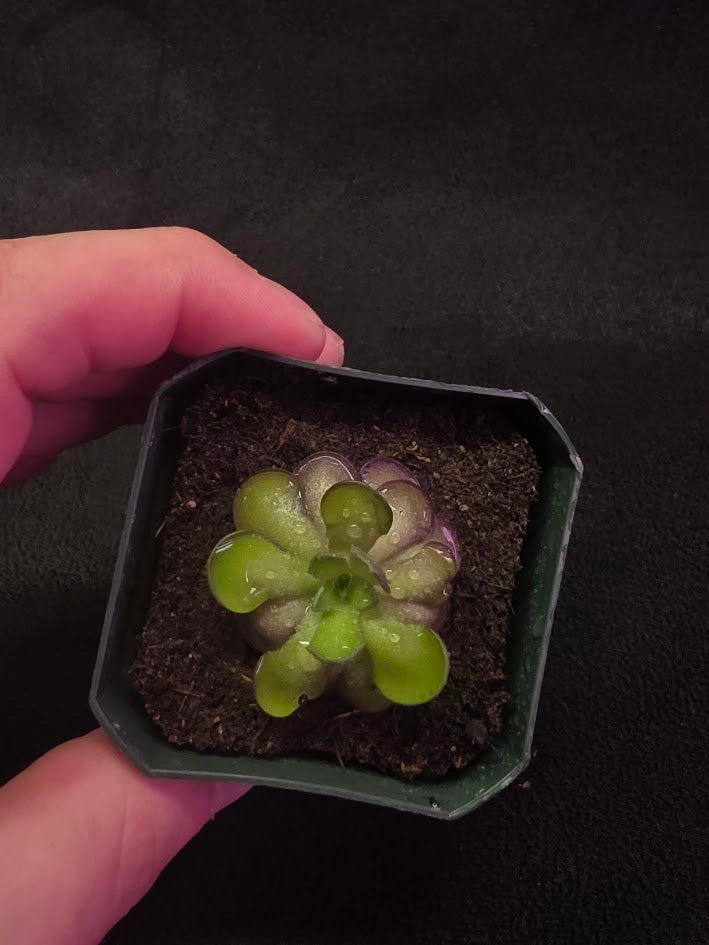 Pinguicula Cyclosecta #02